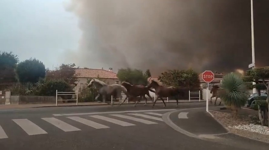 Cavalos correm por rua em Biscarrosse, no sudoeste da França