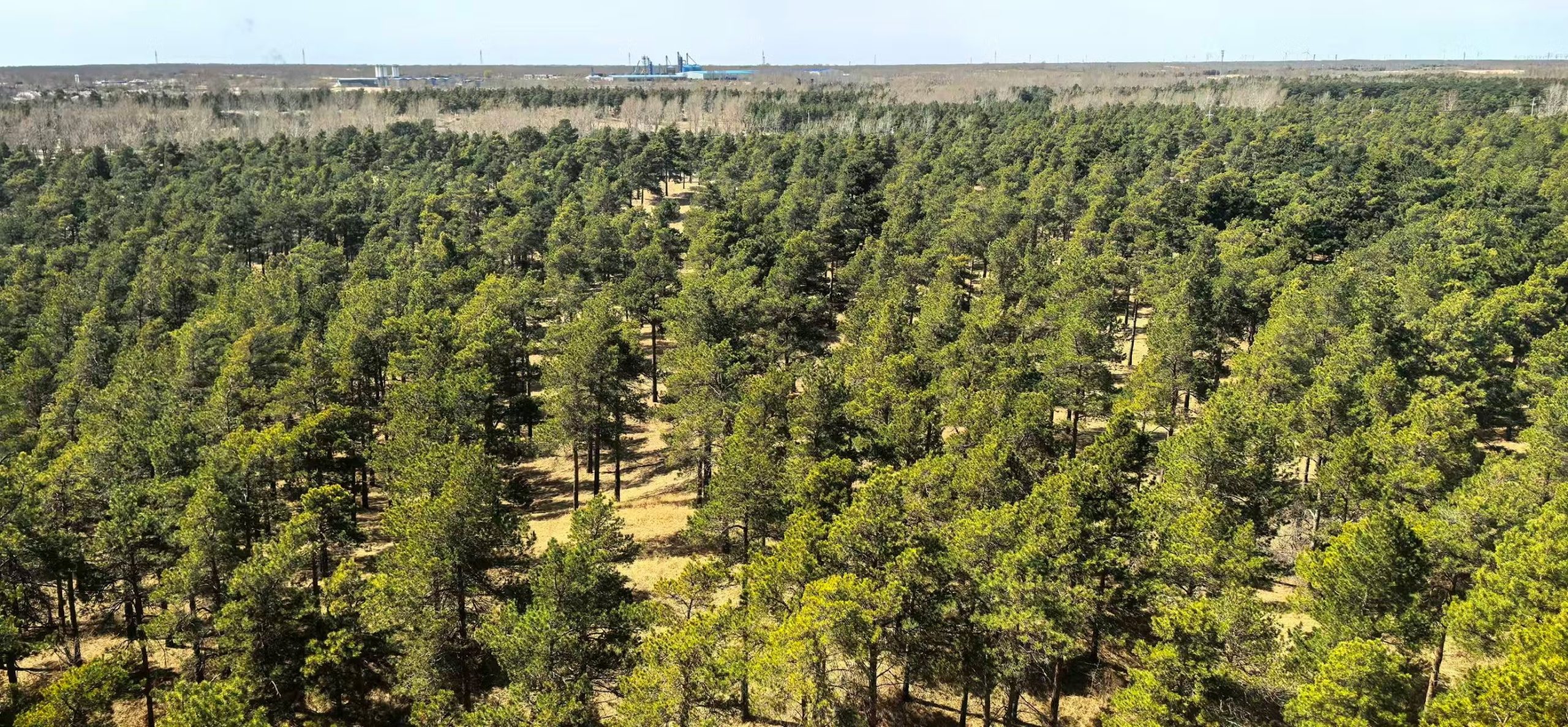 Área reflorestada às margens do deserto de Taclamacã na China