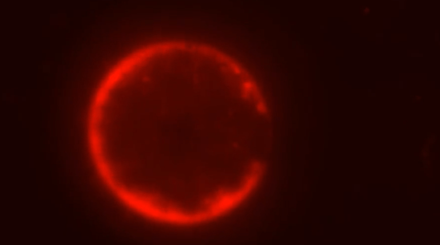 Célula sintética com membrana corada de vermelho