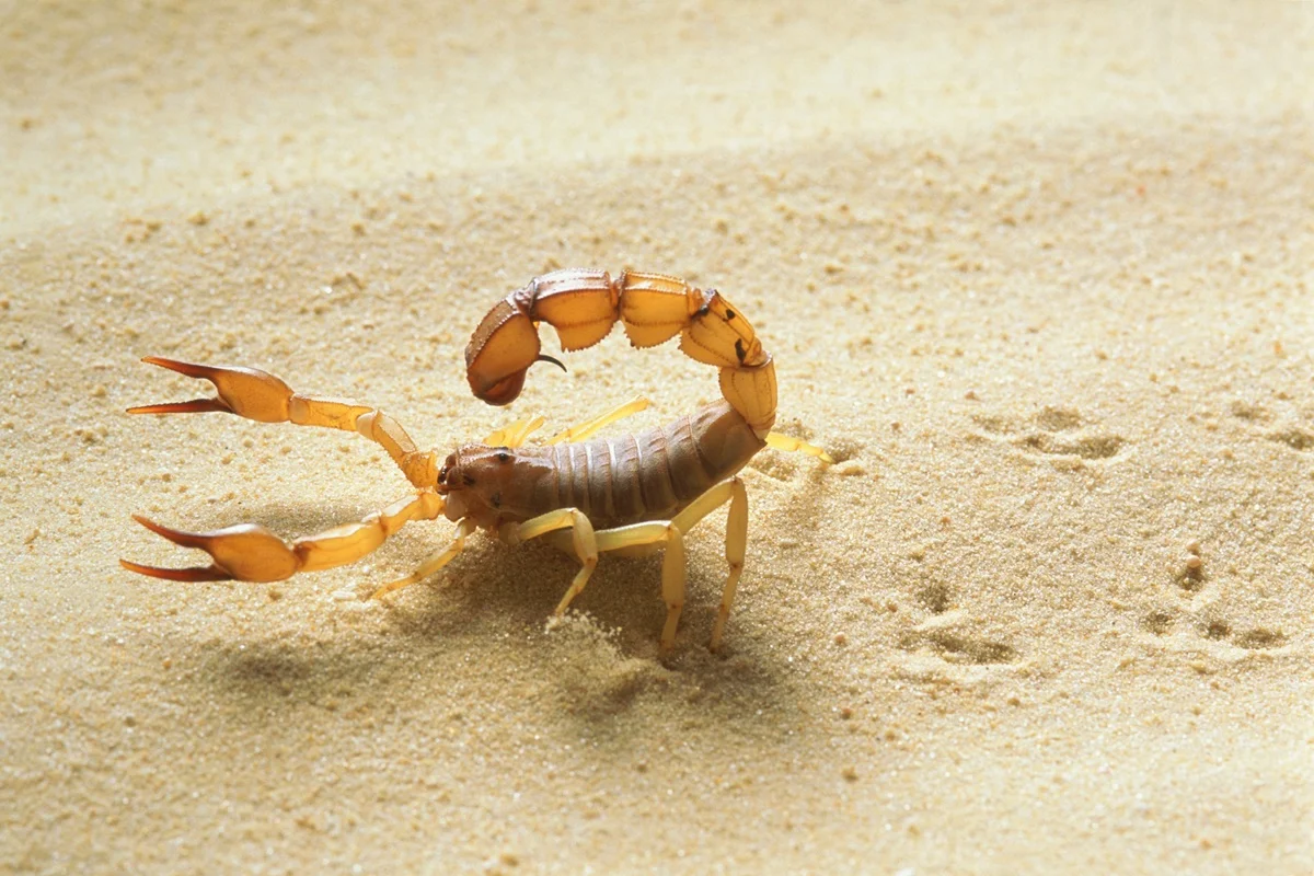 Escorpião com cauda erguida