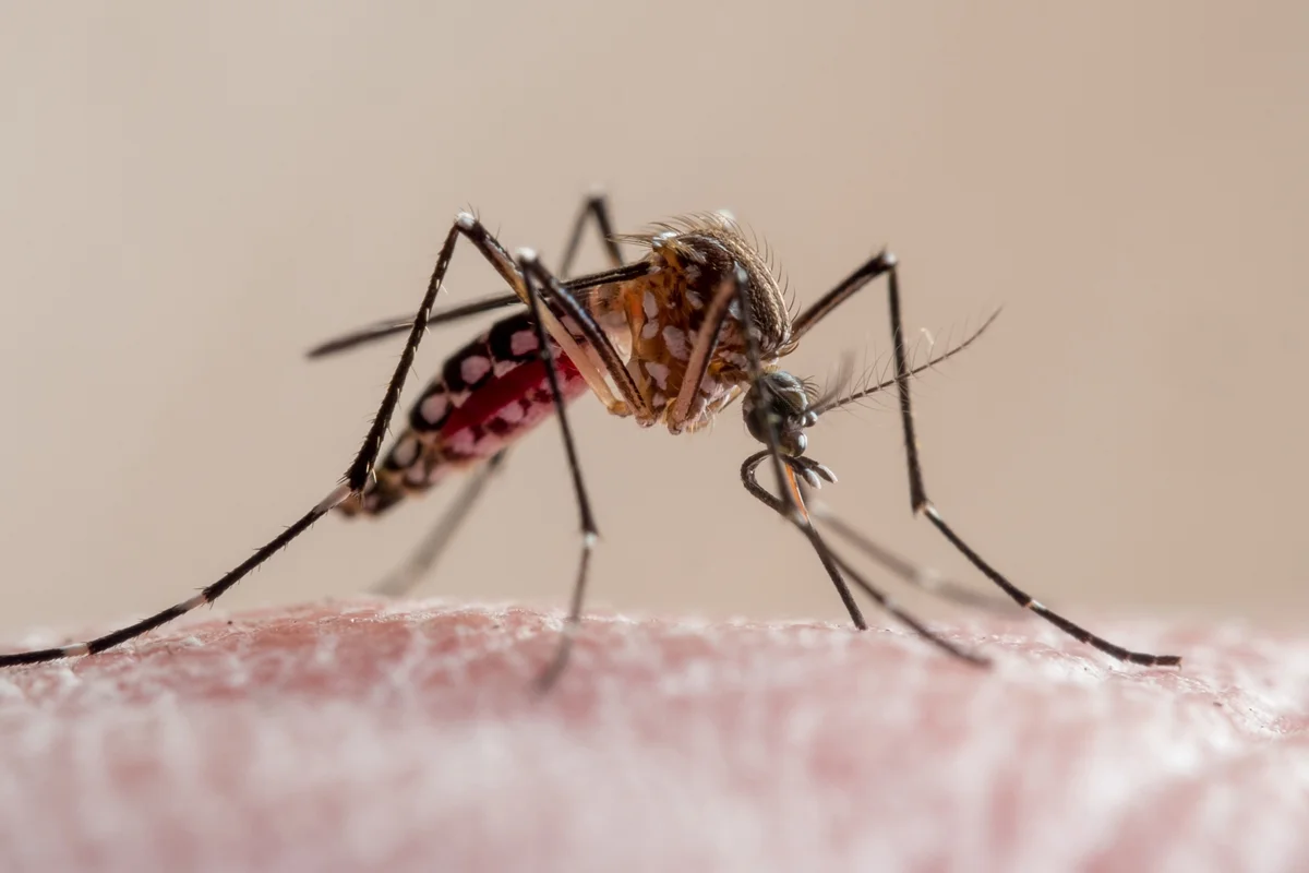 Mosquito Aedes aegypti, transmissor da dengue