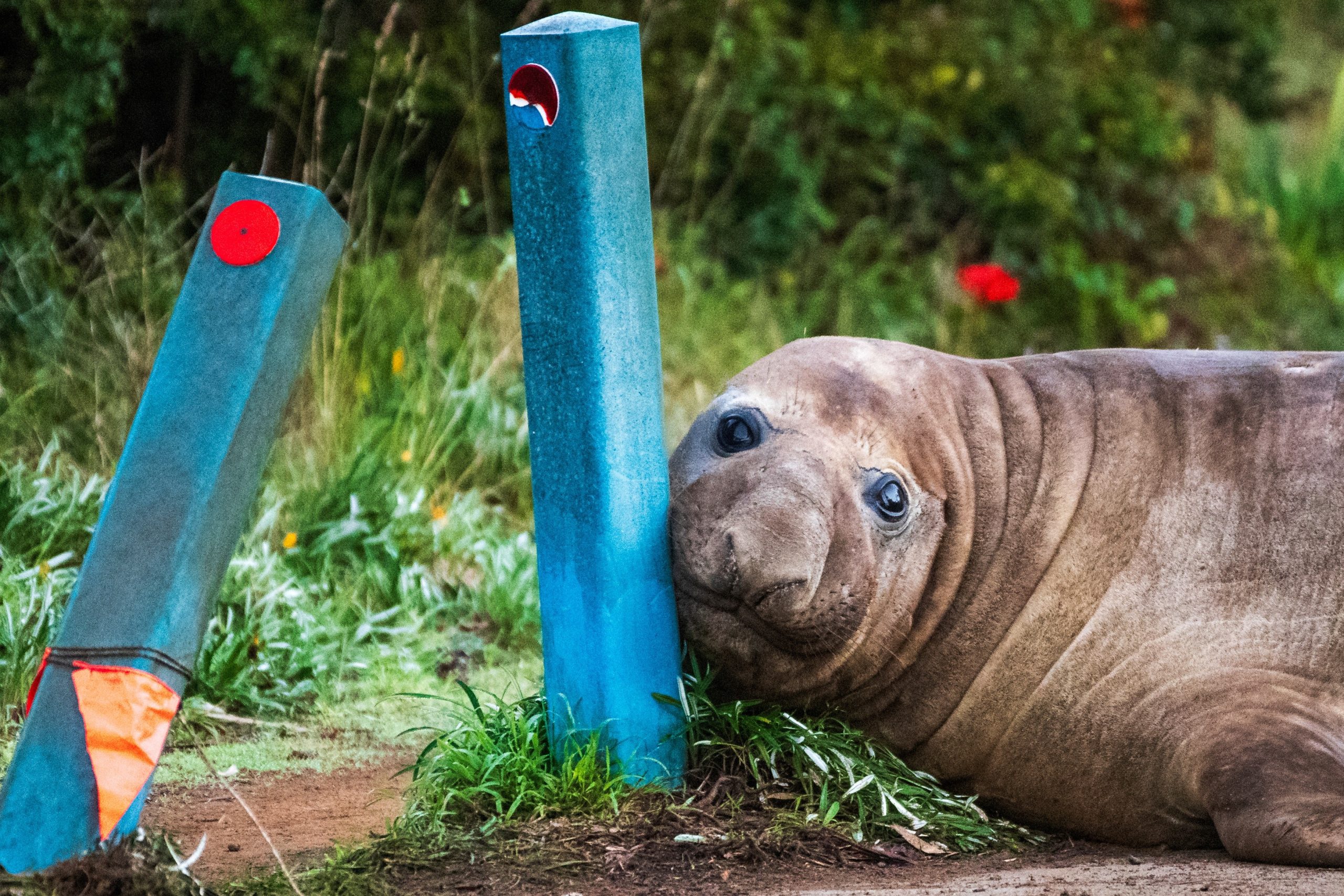 Neil, foca-elefante de 1 tonelada, encostado em postes na Tasmânia