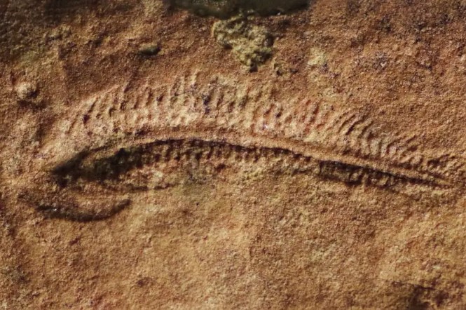 Fóssil de Spriggina floundersi