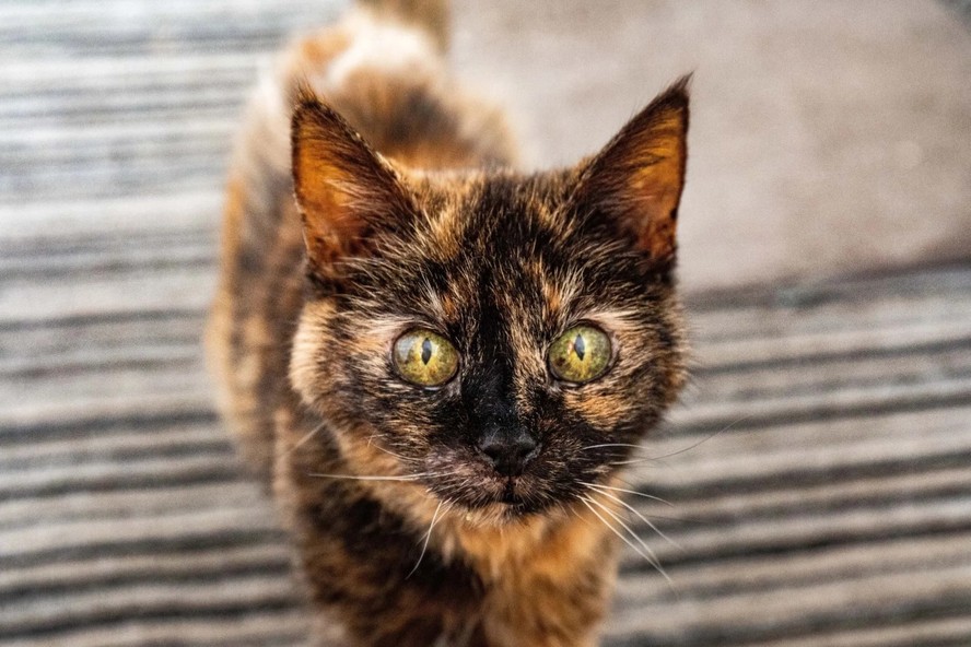 Gata tricolor Millie, de 31 anos