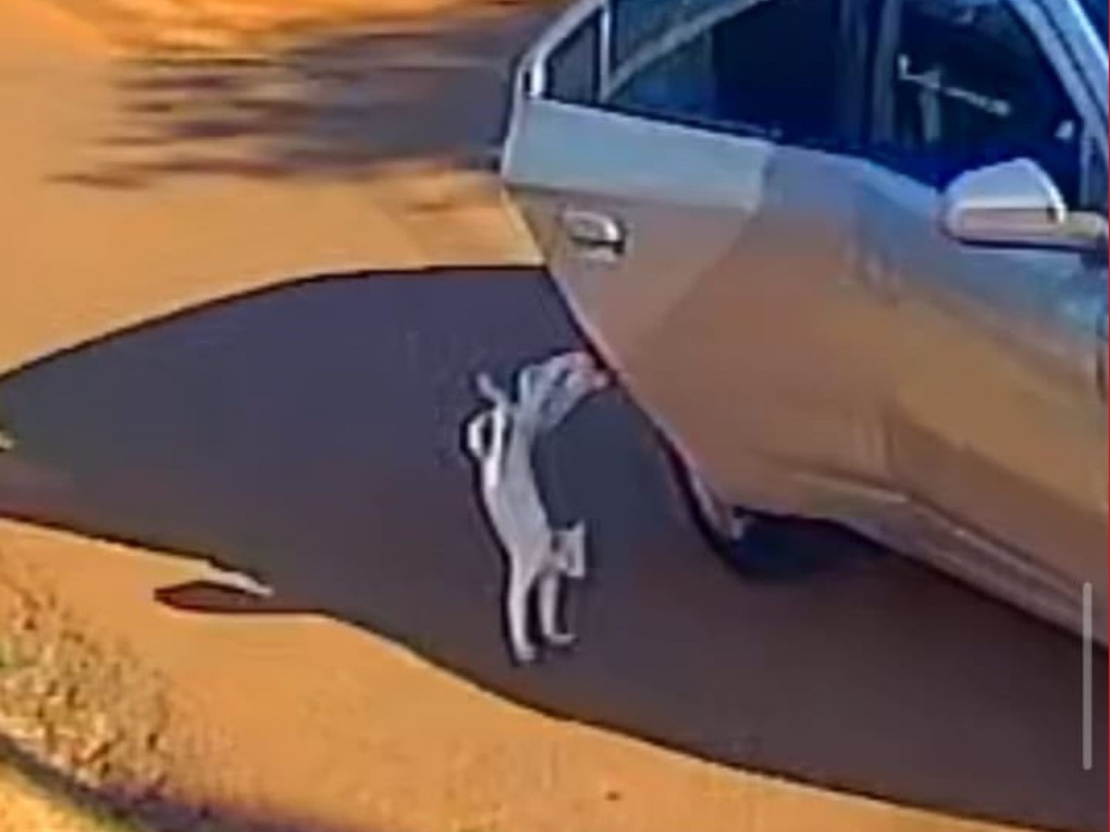 Gato caído no asfalto após ser atropelado em Rio Branco