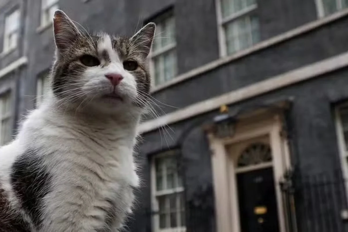 Gato Larry, mascote de Downing Street