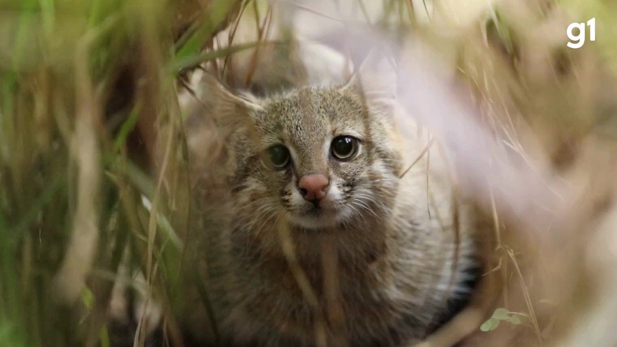 Gato-palheiro-pampeano em área de vegetação seca