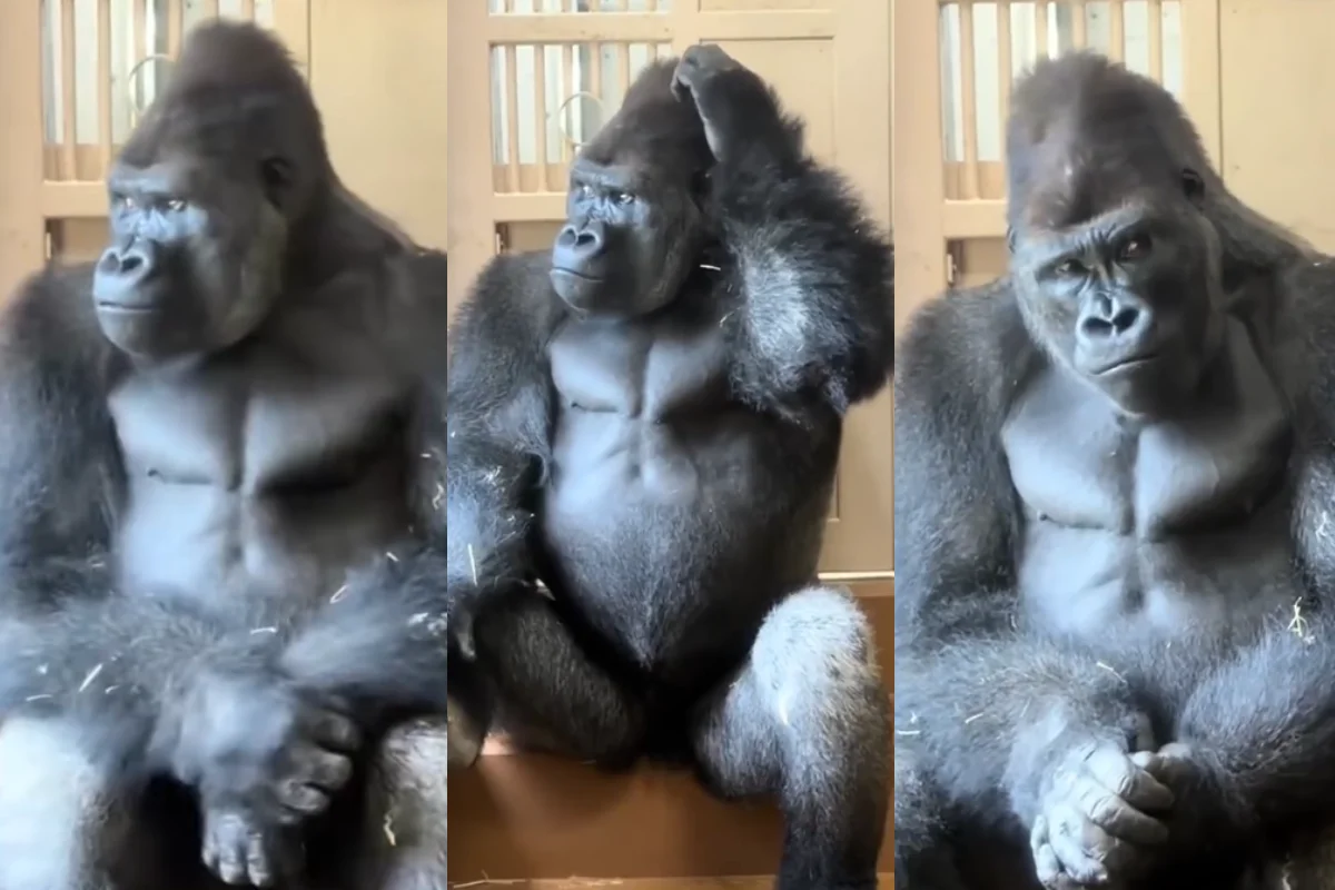 Gorila Kiyomasa sentado em zoológico no Japão