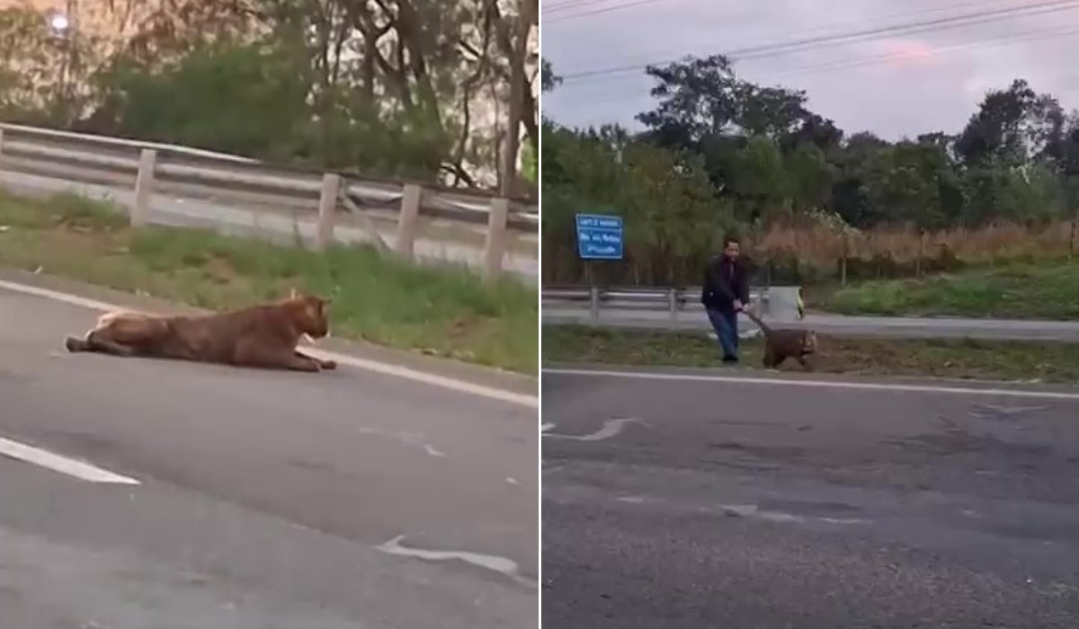 Onça-parda na Rodovia Cornélio Pires, em Piracicaba