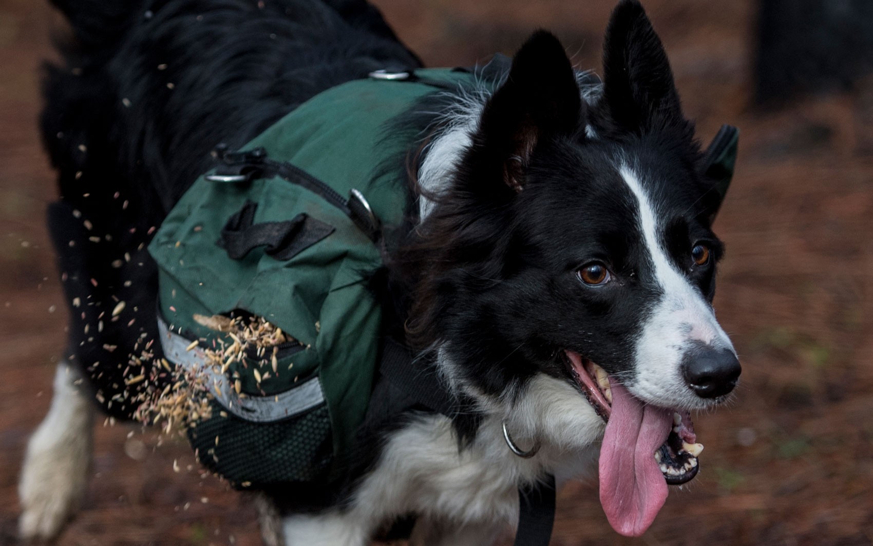 Cão border collie corre em floresta atingida por incêndio em Talca, no Chile