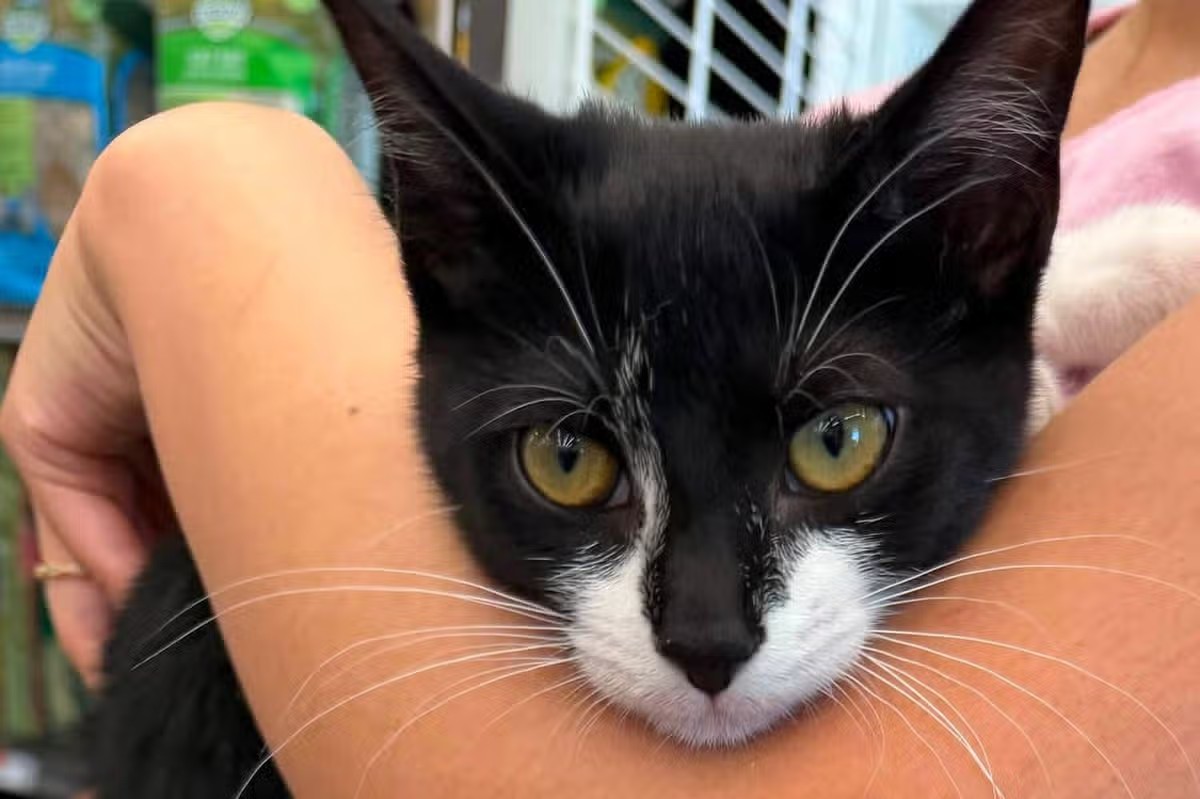 Magnolia, filhote de gato sob cuidados da Beltsville Community Cats