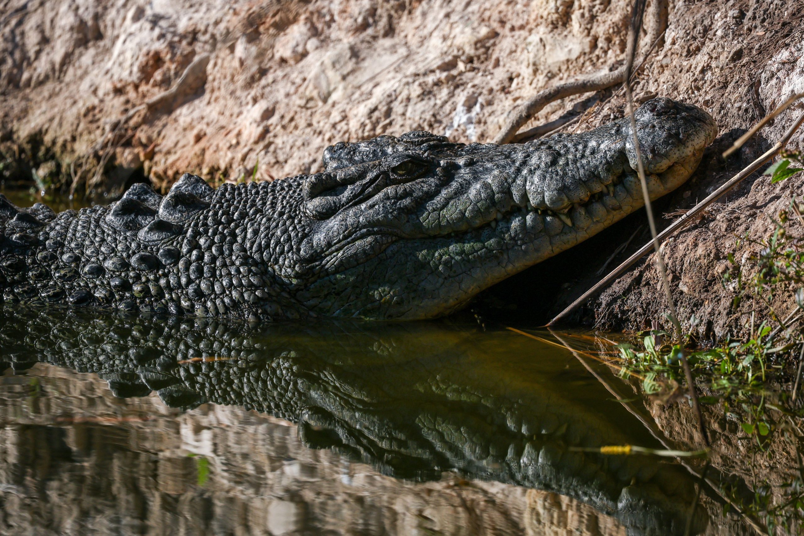 Crocodilo em área cercada de zoológico