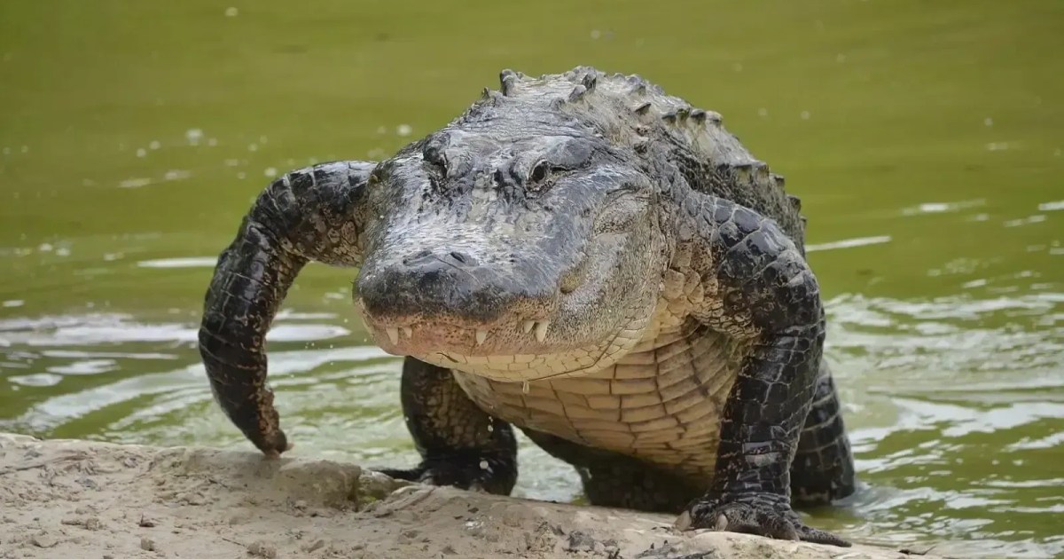 Jacaré próximo à água