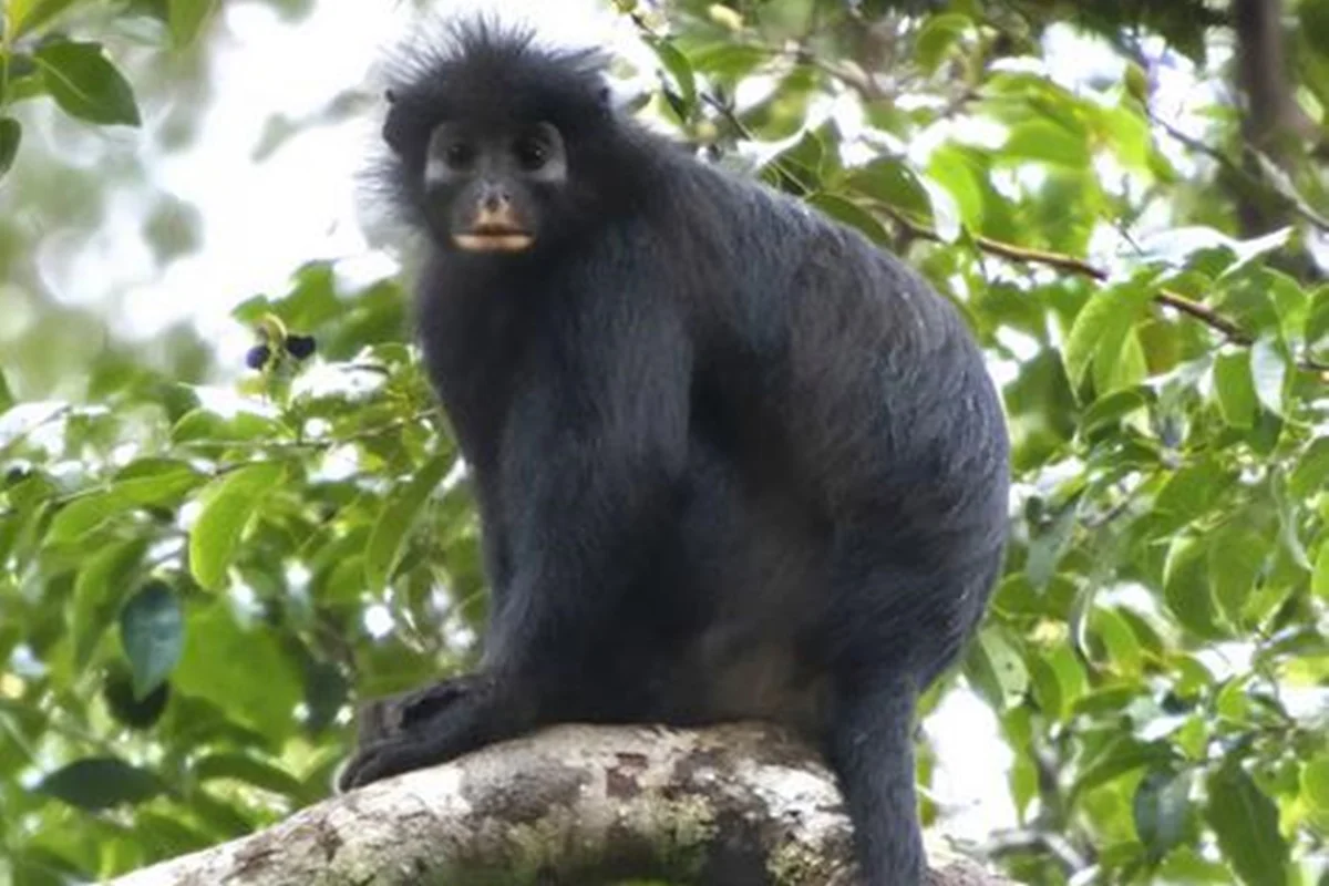 Macaco Colobus congoensis, chamado Likweli