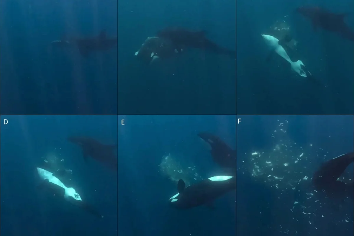 Orca nadando no oceano