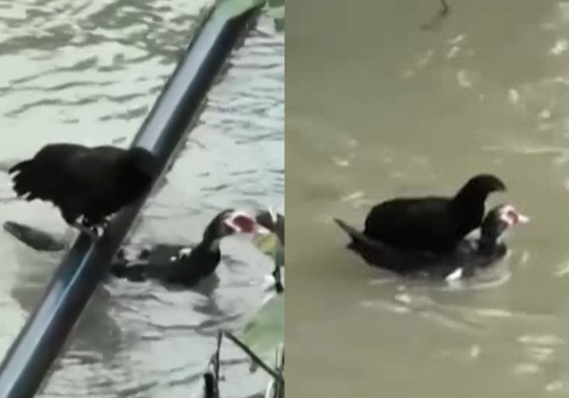 Pato com galinha sobre as costas em reservatório de água