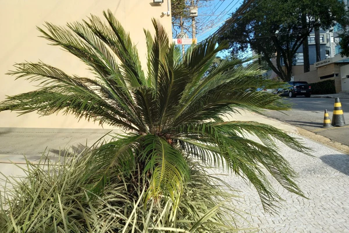 Planta cica em jardim