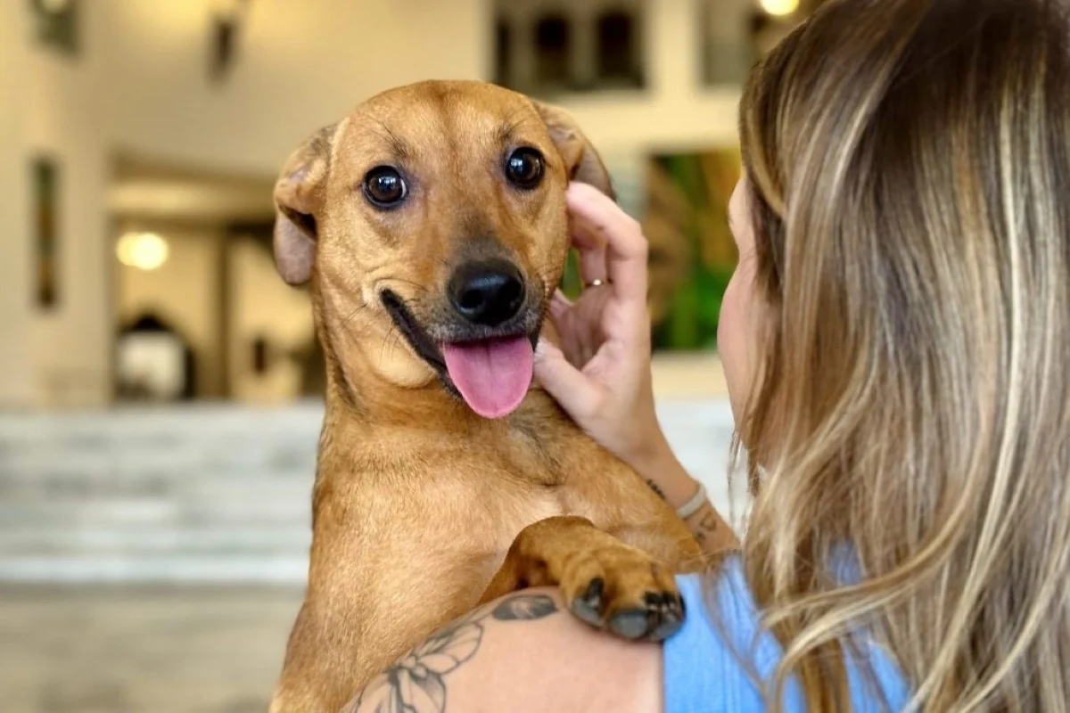 Cão em ambiente interno