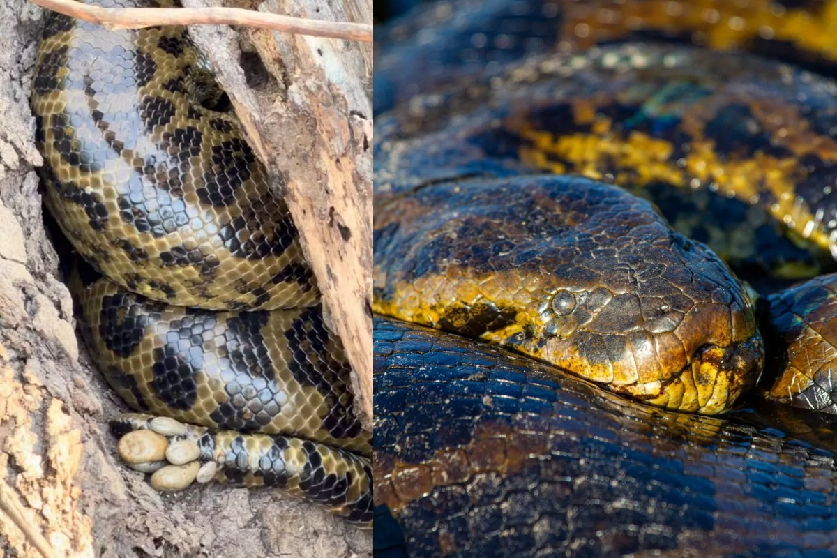 Sucuri-amarela com carrapatos concentrados na cauda no Pantanal