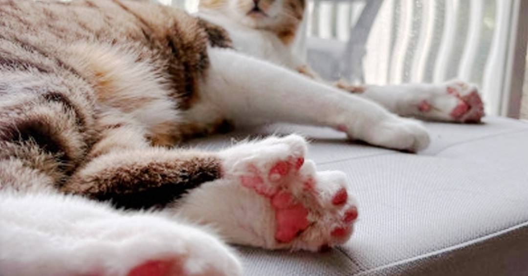 Gato Toby, que nasceu com 28 dedos