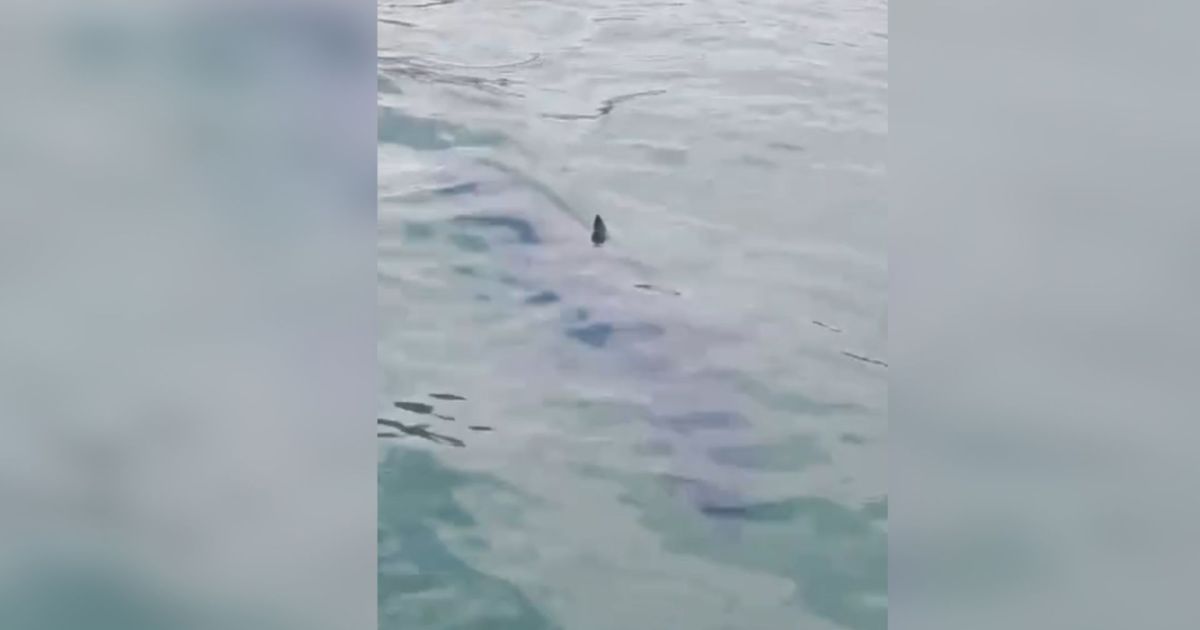 Tubarão-mako nadando na Baía da Ilha Grande, em Paraty