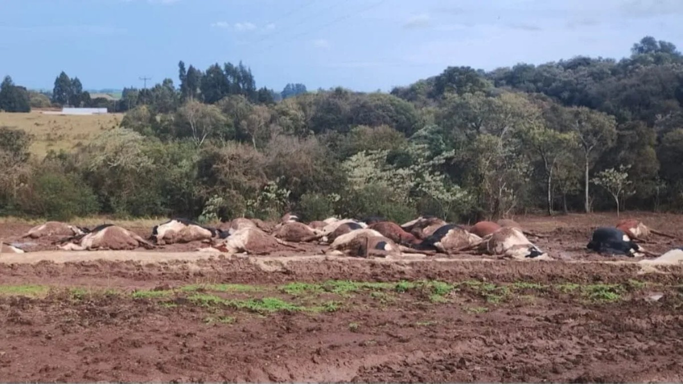 Vacas mortas após queda de cabo de alta tensão em propriedade rural de Abelardo Luz