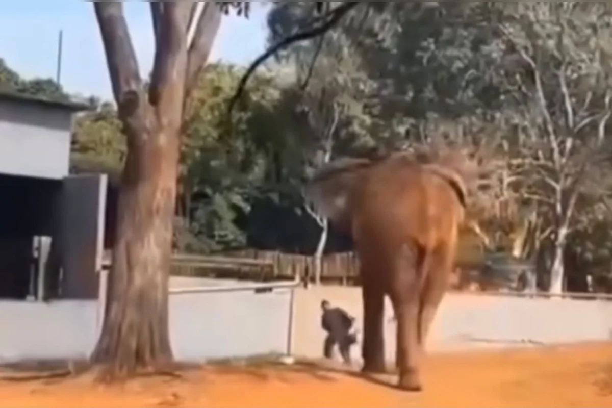 Elefante Chocolate no Zoológico de Brasília