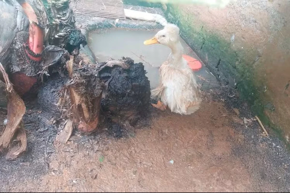 Animais em zoológico clandestino interditado pelo Ibama em Santa Catarina