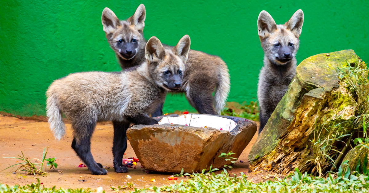Filhote de lobo-guará no Zoológico de São Paulo