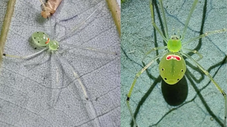 Aranha