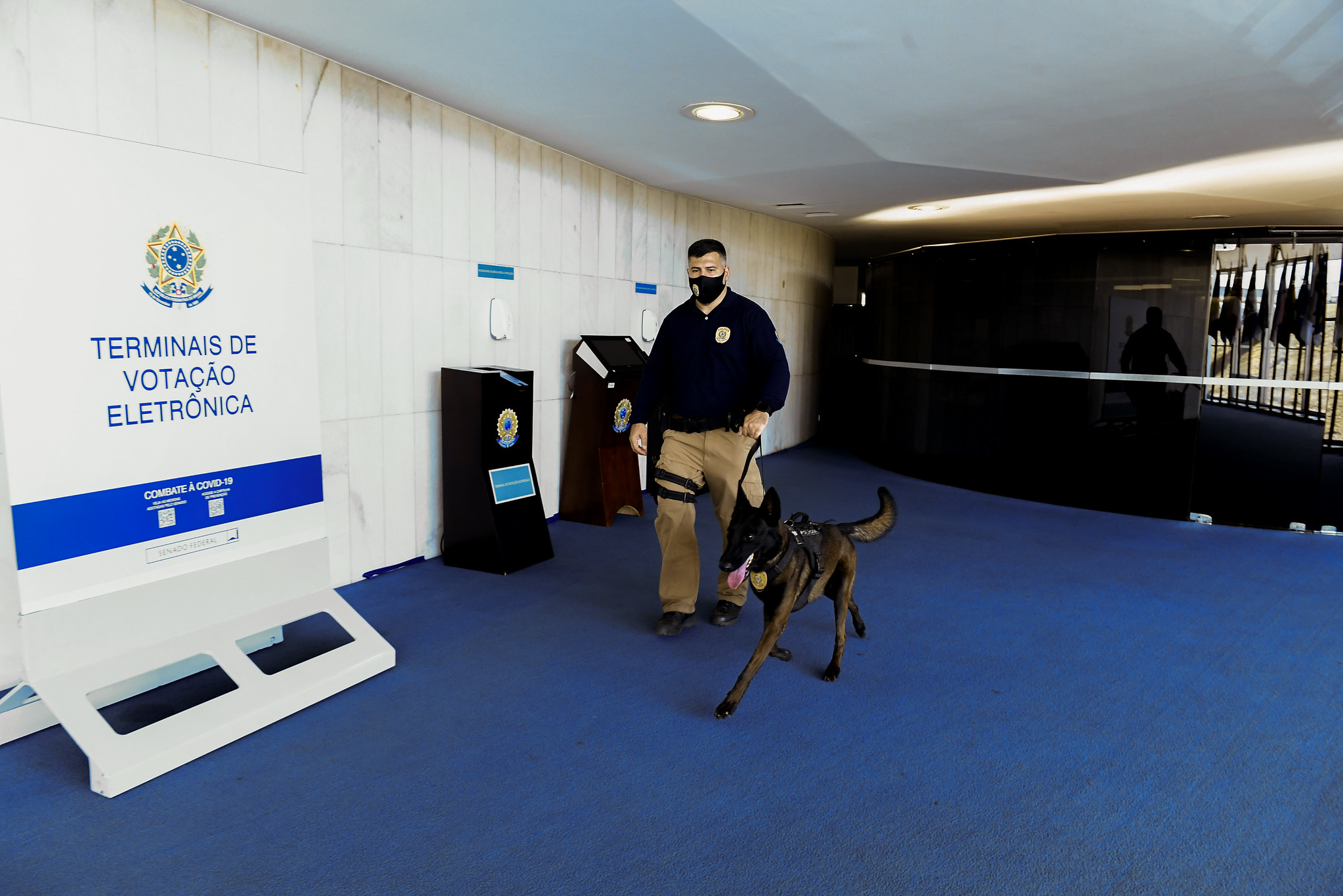 Pastor Belga Cão do Senado Cachorro Policia Legislativa