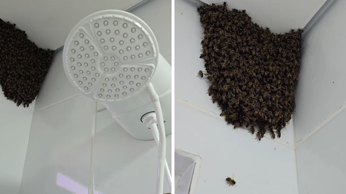 Enxame de abelhas instalado na parede de banheiro de apartamento em Joinville