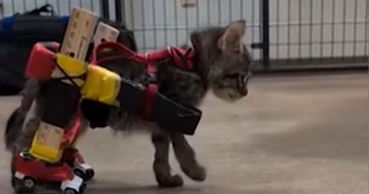 Gatinho Gelato usando cadeira de rodas adaptada