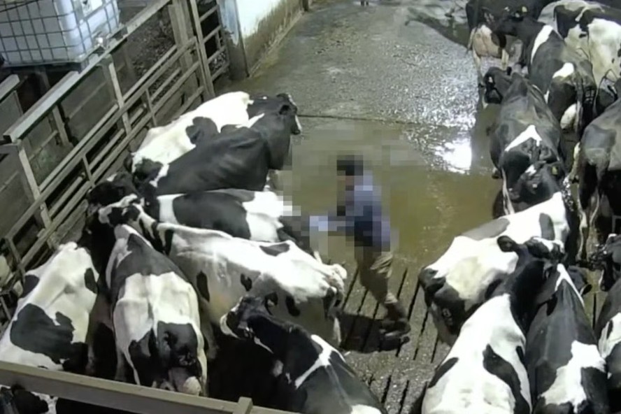 Vacas em fazenda leiteira no Reino Unido