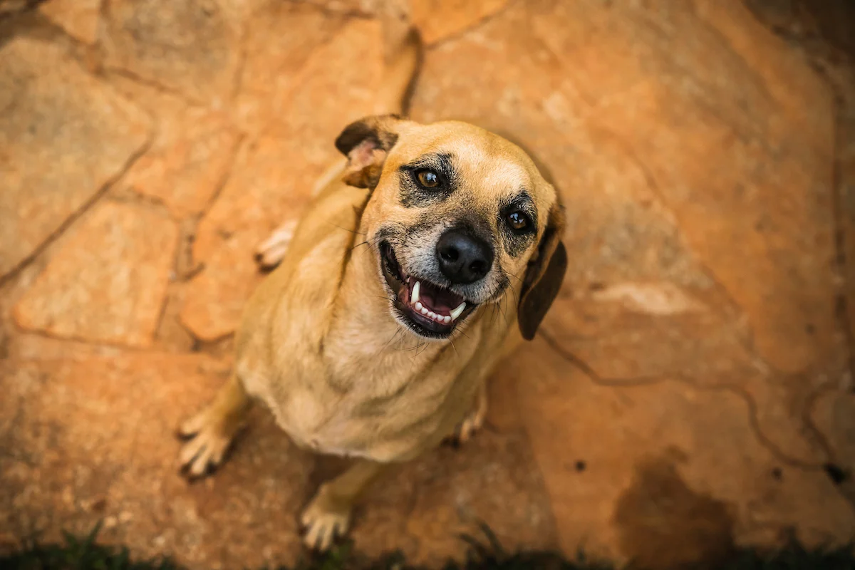 Cachorro de estimação em ambiente doméstico
