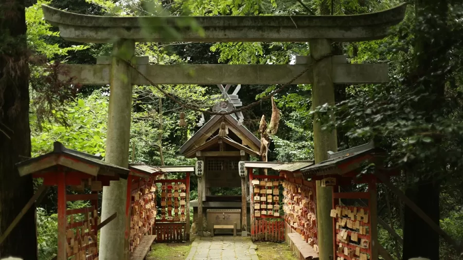 Bosque japonês cercado por vegetação densa