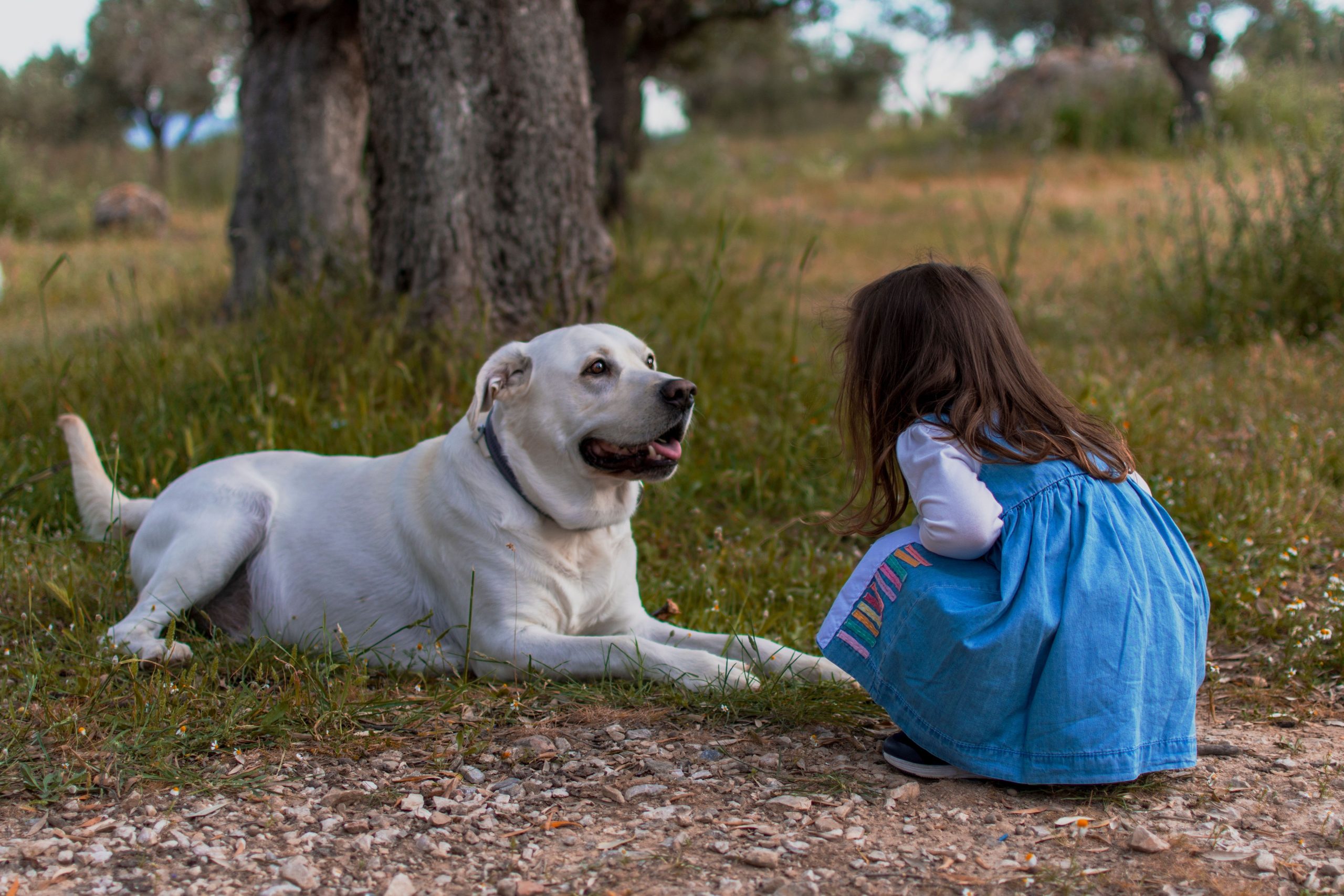 Cão de estimação