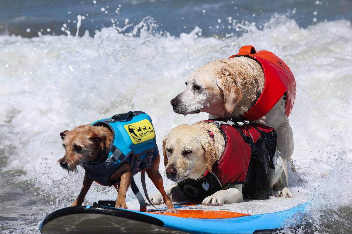 Cães em pranchas durante campeonato de surfe na Califórnia