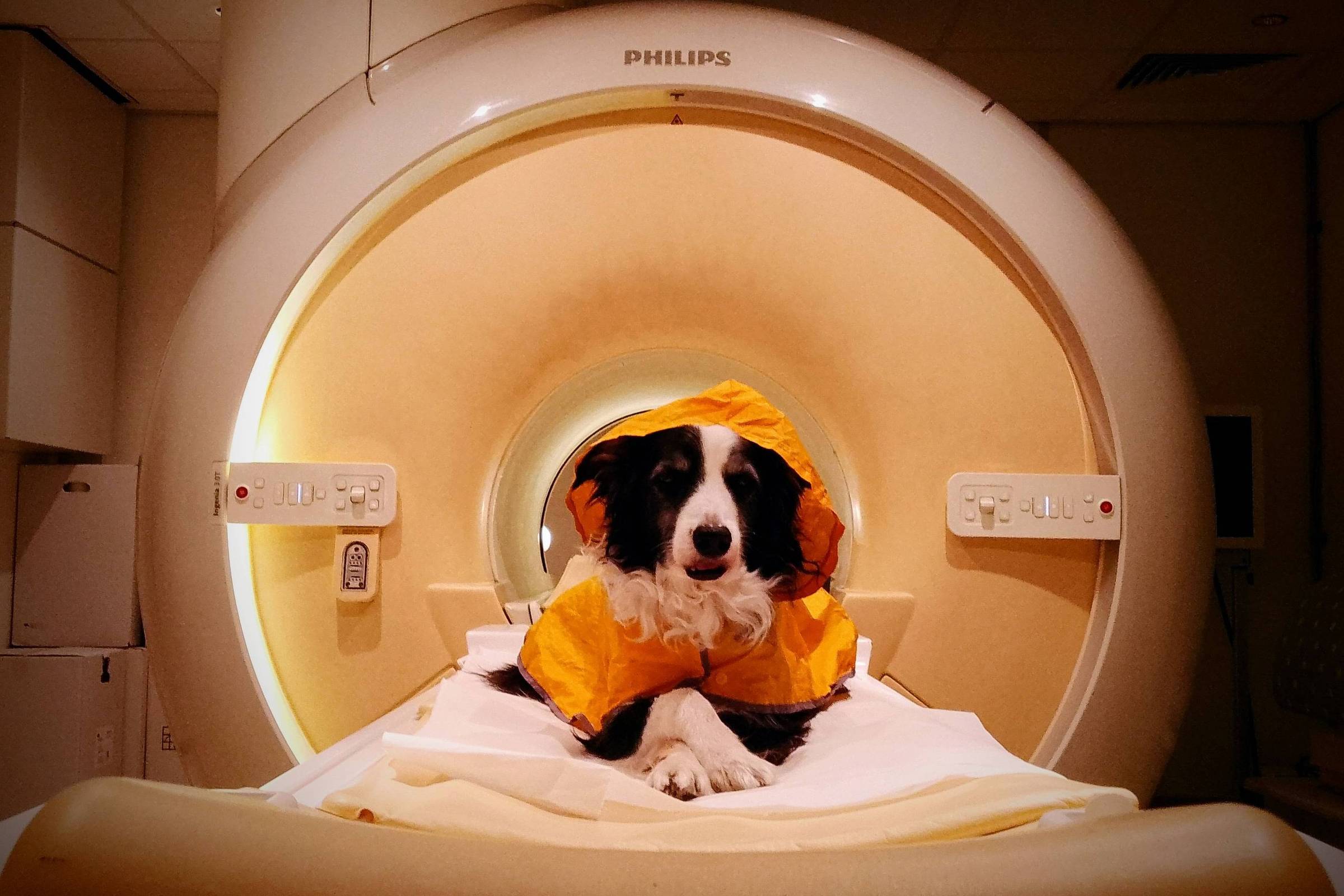 Cão dentro de aparelho de ressonância magnética funcional