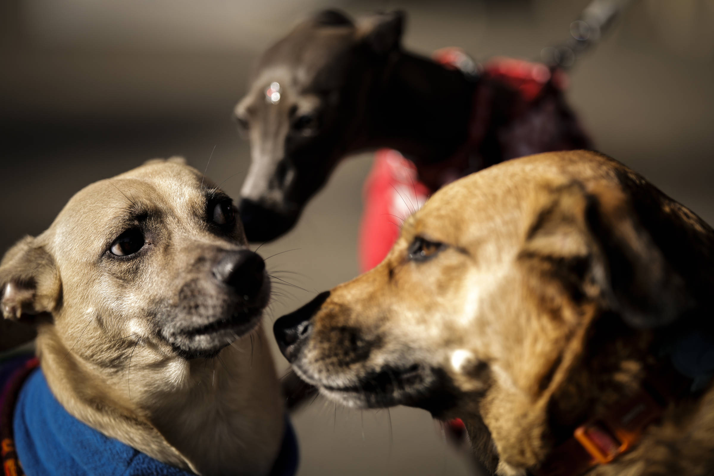 Três cães próximos em área externa, dois deles usando suéteres