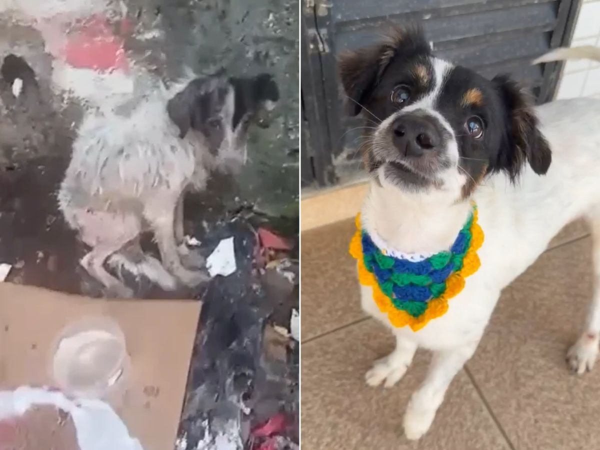 Cão Julinho após recuperar a visão com cirurgia de catarata