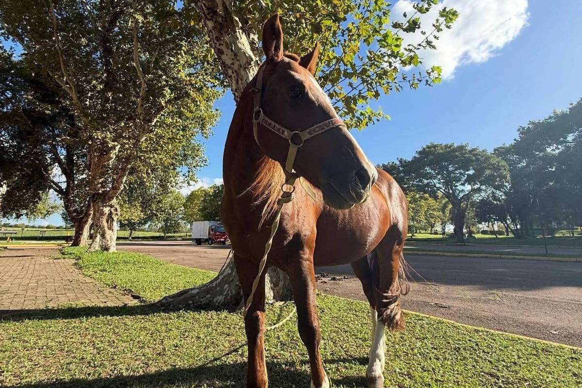 Cavalo Caramelo em gramado da Ulbra, em Canoas