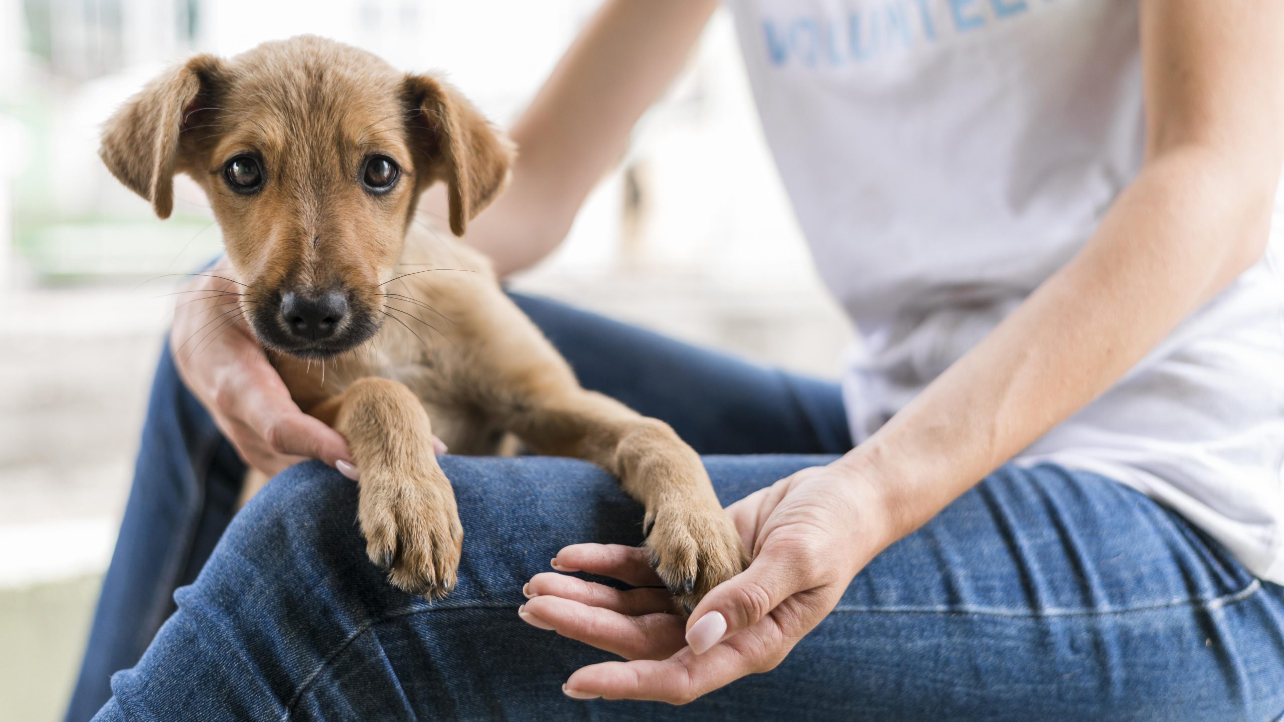 Cachorro em ambiente doméstico
