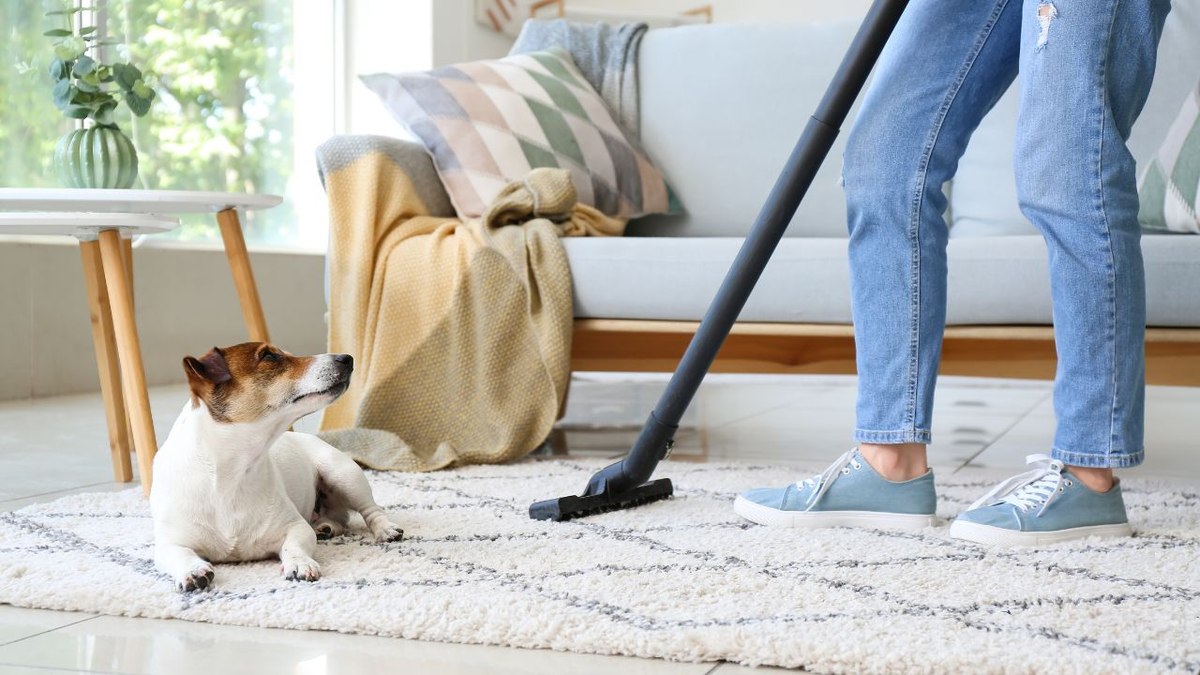 Pet em ambiente doméstico