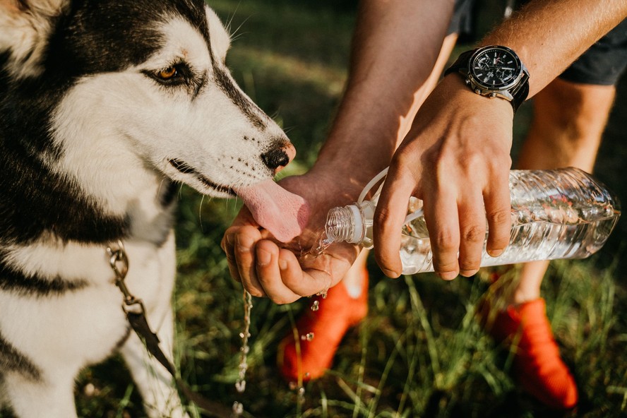 Cachorro bebendo água em período de calor