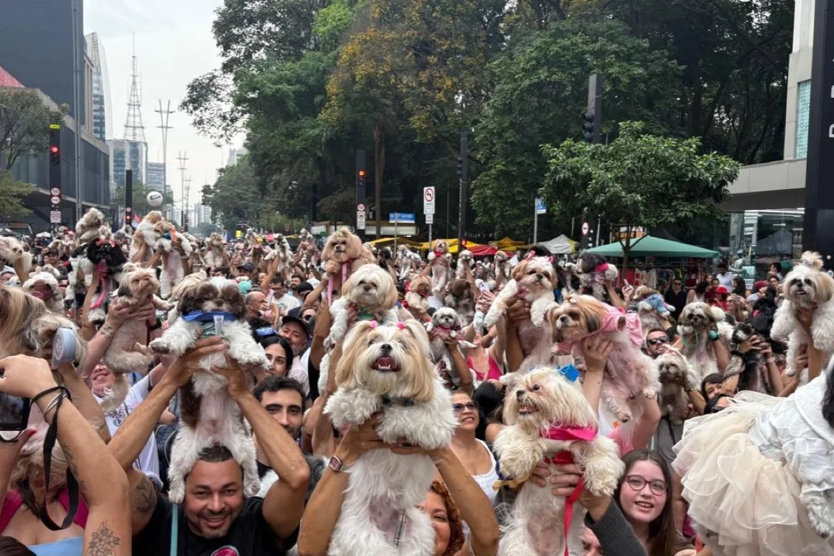 Tutores reunidos com cães da raça shih tzu na Avenida Paulista
