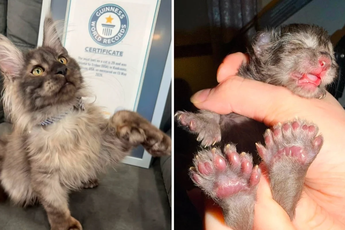 Erebus Anomaly, gato maine coon com polidactilia