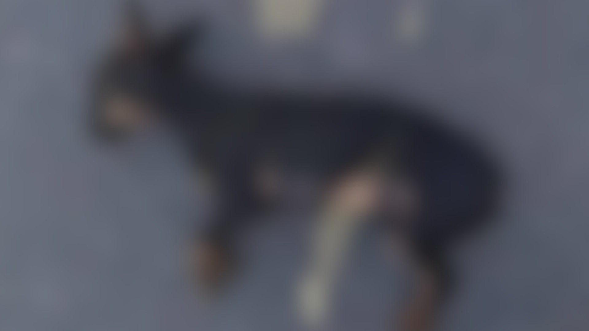 Cachorro morto após ser atingido por cabo de vassoura
