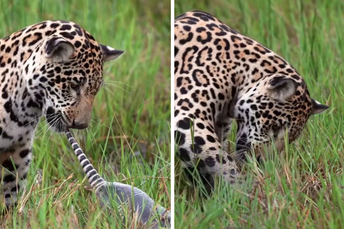 Filhote de onça-pintada Mocoha com um tatu-galinha no Pantanal