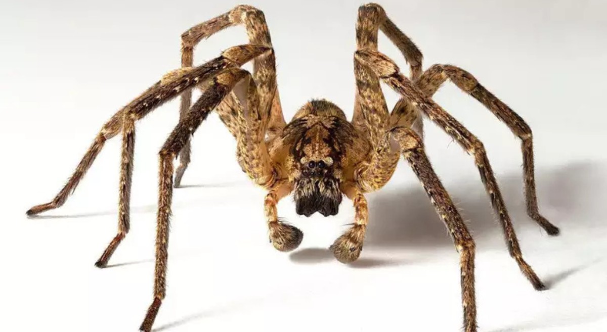 Aranha marrom peluda vista de perto